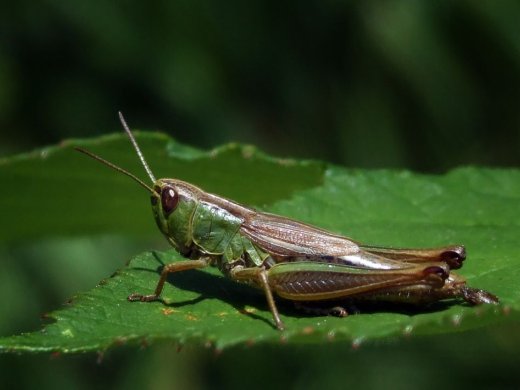 Heuschrecke